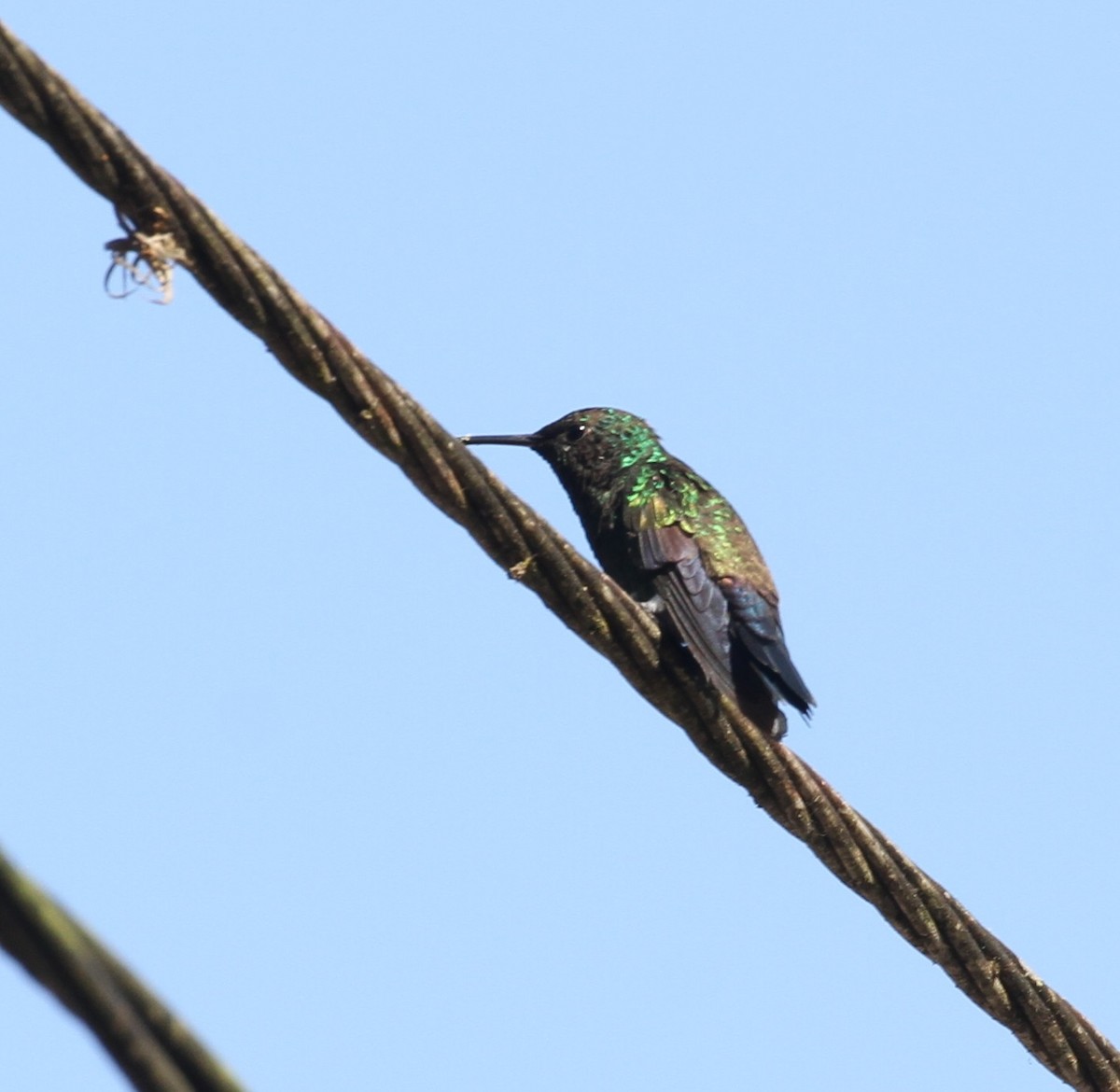 Blue-vented Hummingbird - Don Coons