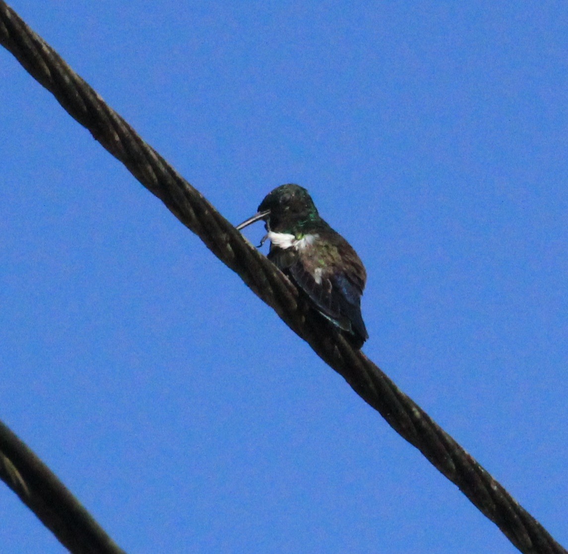 Blue-vented Hummingbird - Don Coons