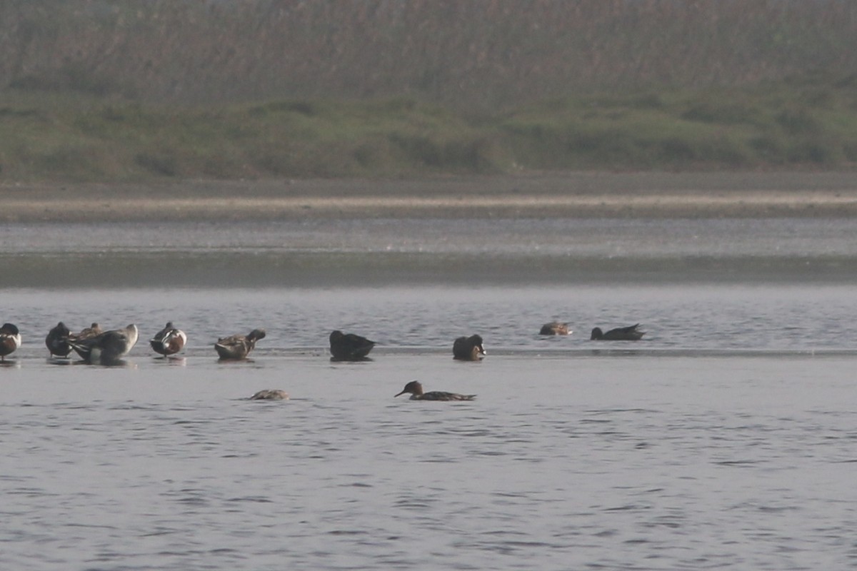 Red-breasted Merganser - Yu-Wei (昱緯) LI (李)