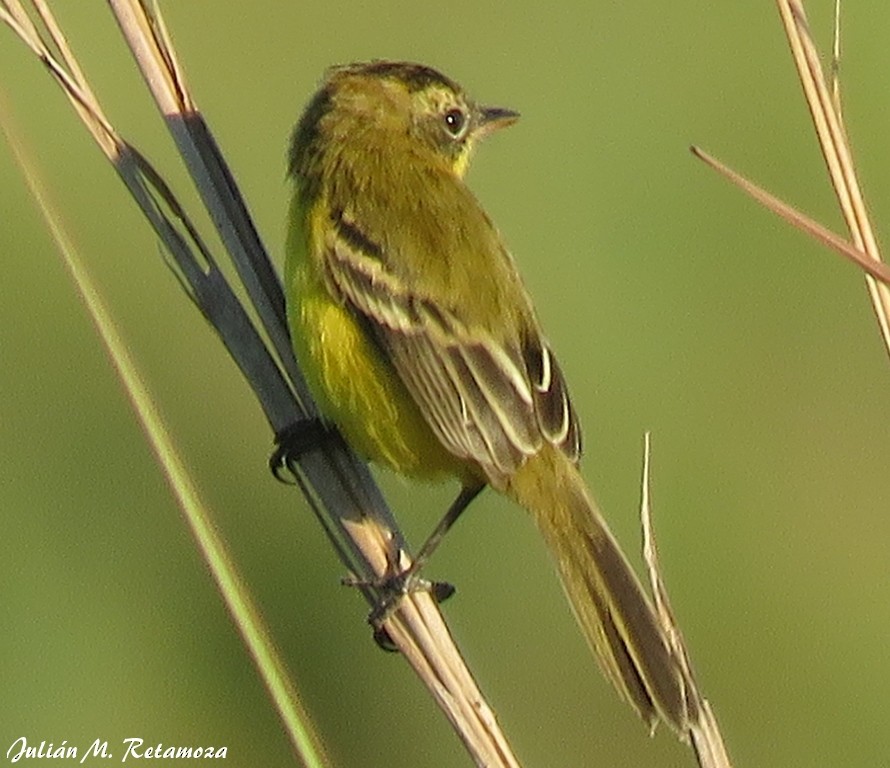 Crested Doradito - Julián Retamoza