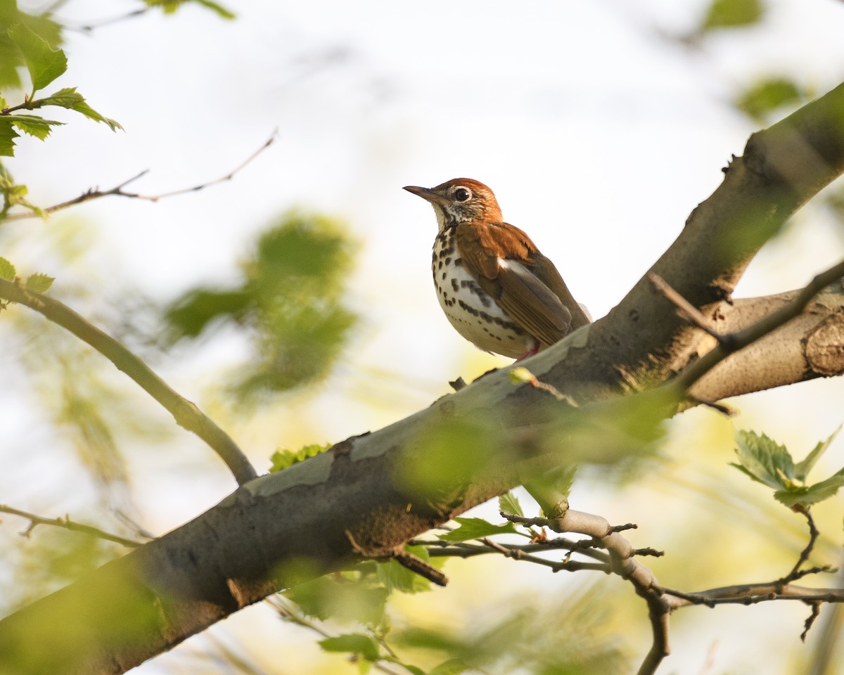 Wood Thrush - ML98013181