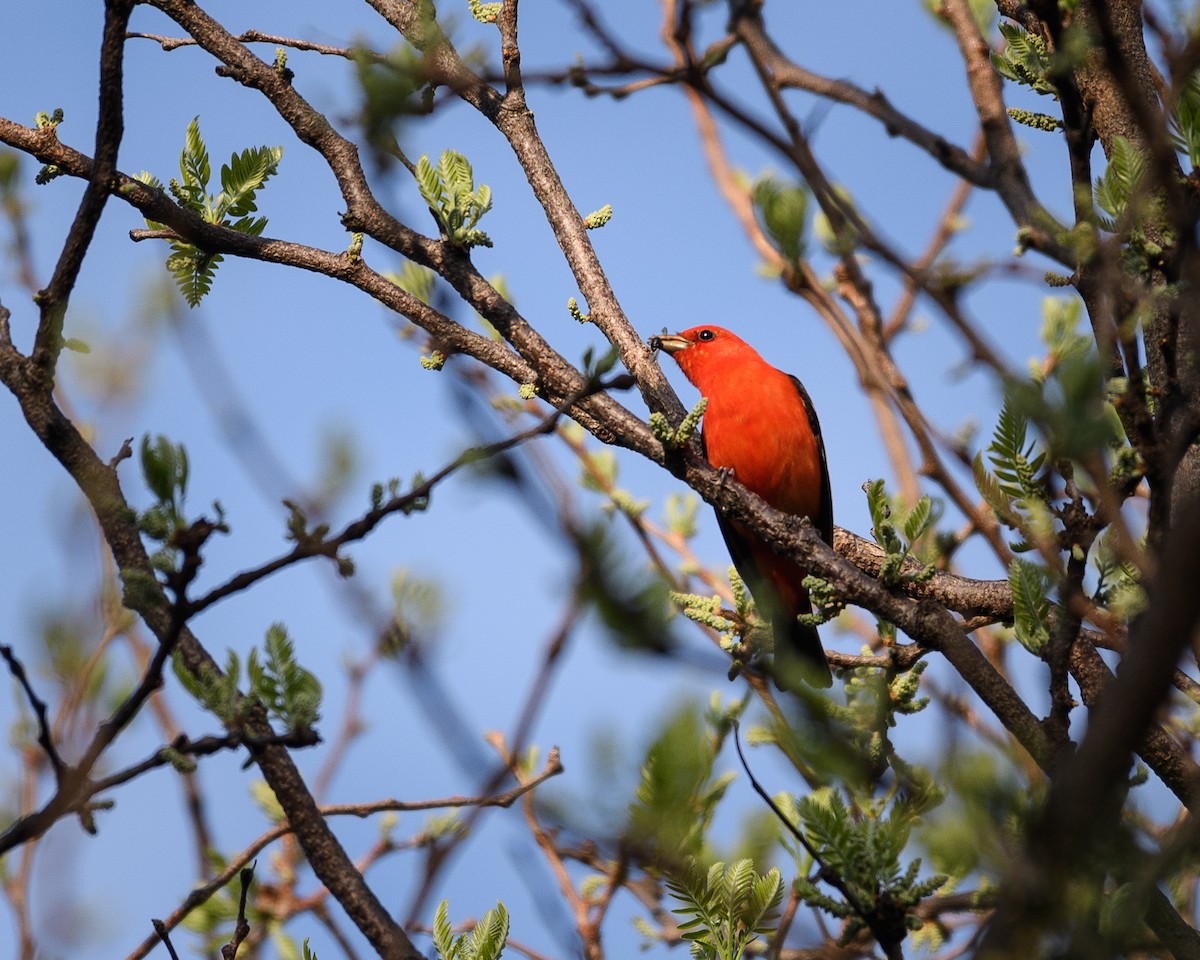 Scarlet Tanager - ML98013201