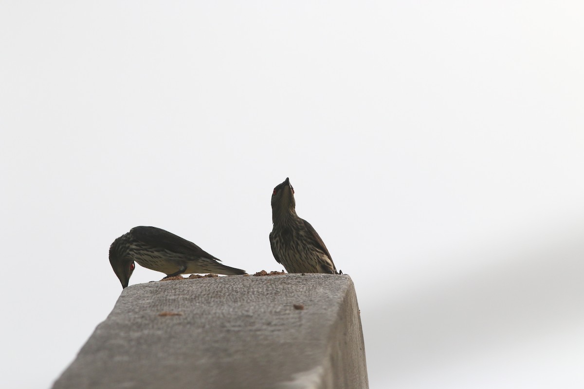 Asian Glossy Starling - Yu-Wei (昱緯) LI (李)