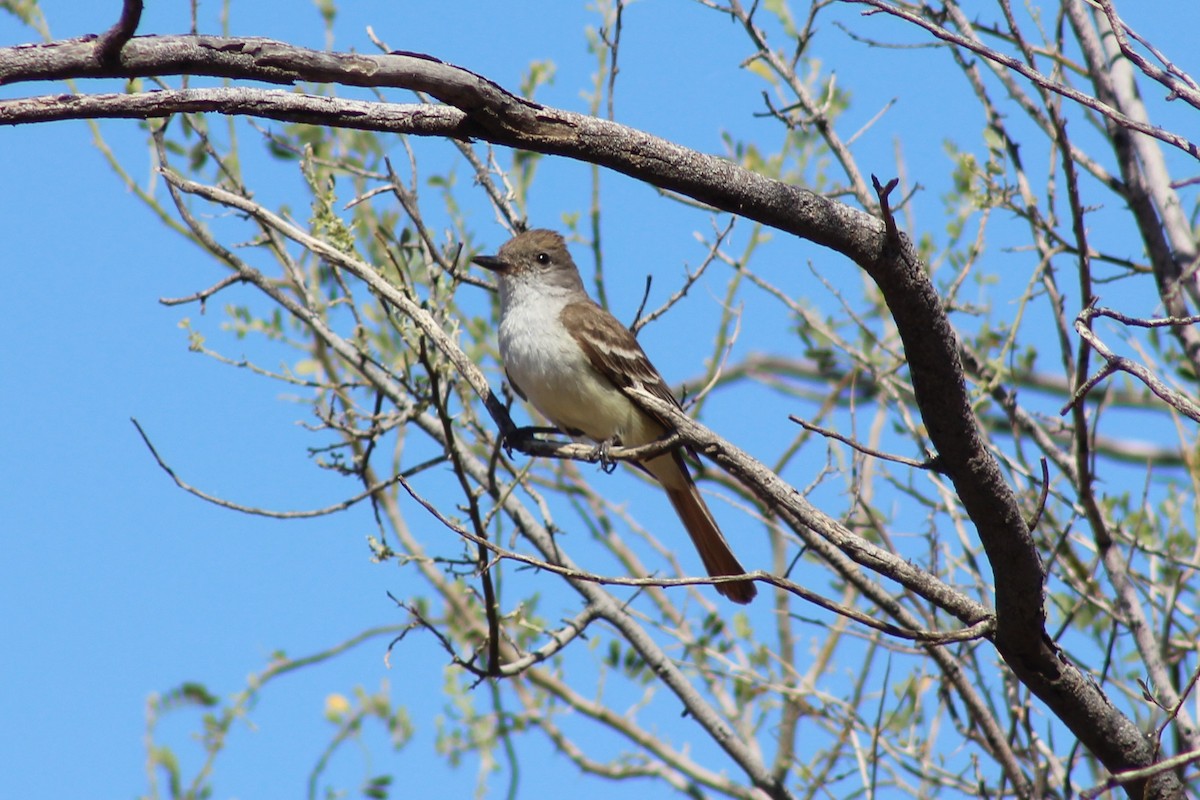 Ash-throated Flycatcher - ML98014961