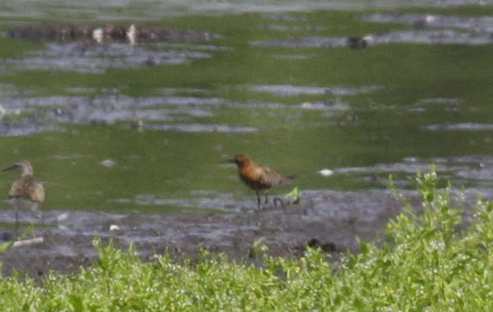 Curlew Sandpiper - ML98015571