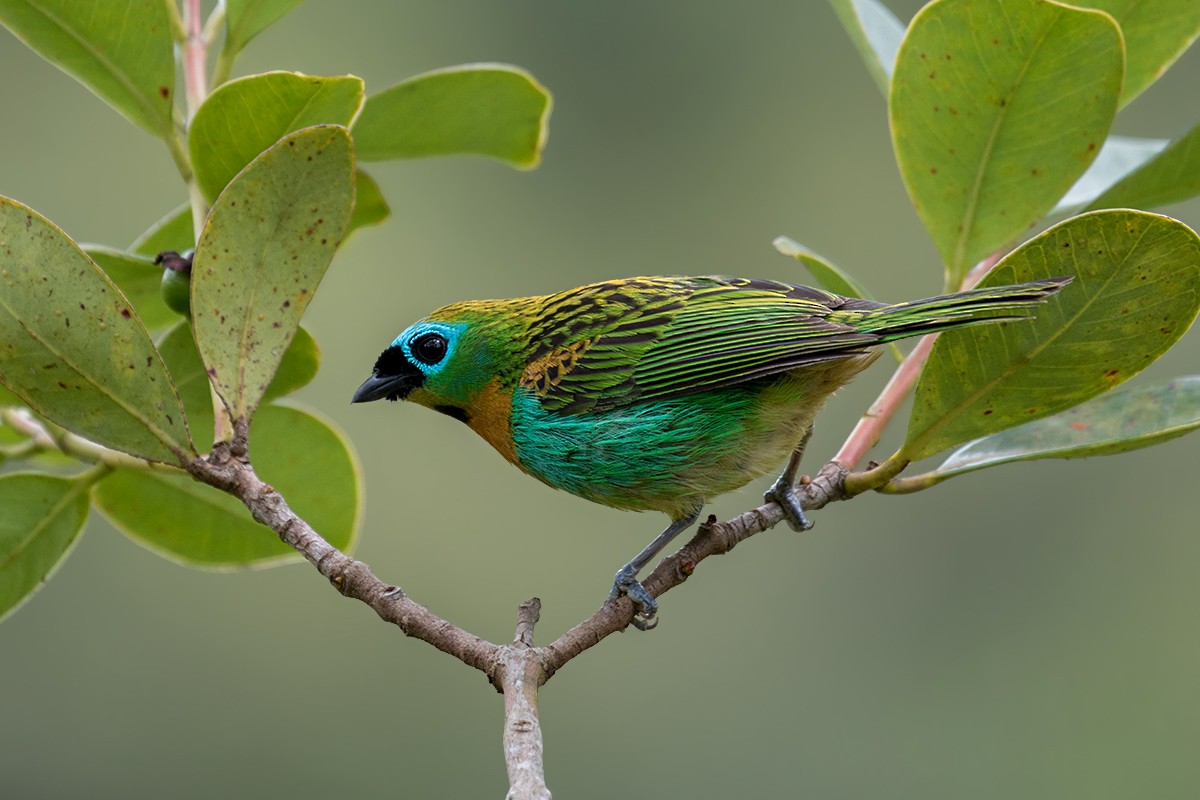 Brassy-breasted Tanager - Alexandre Gualhanone