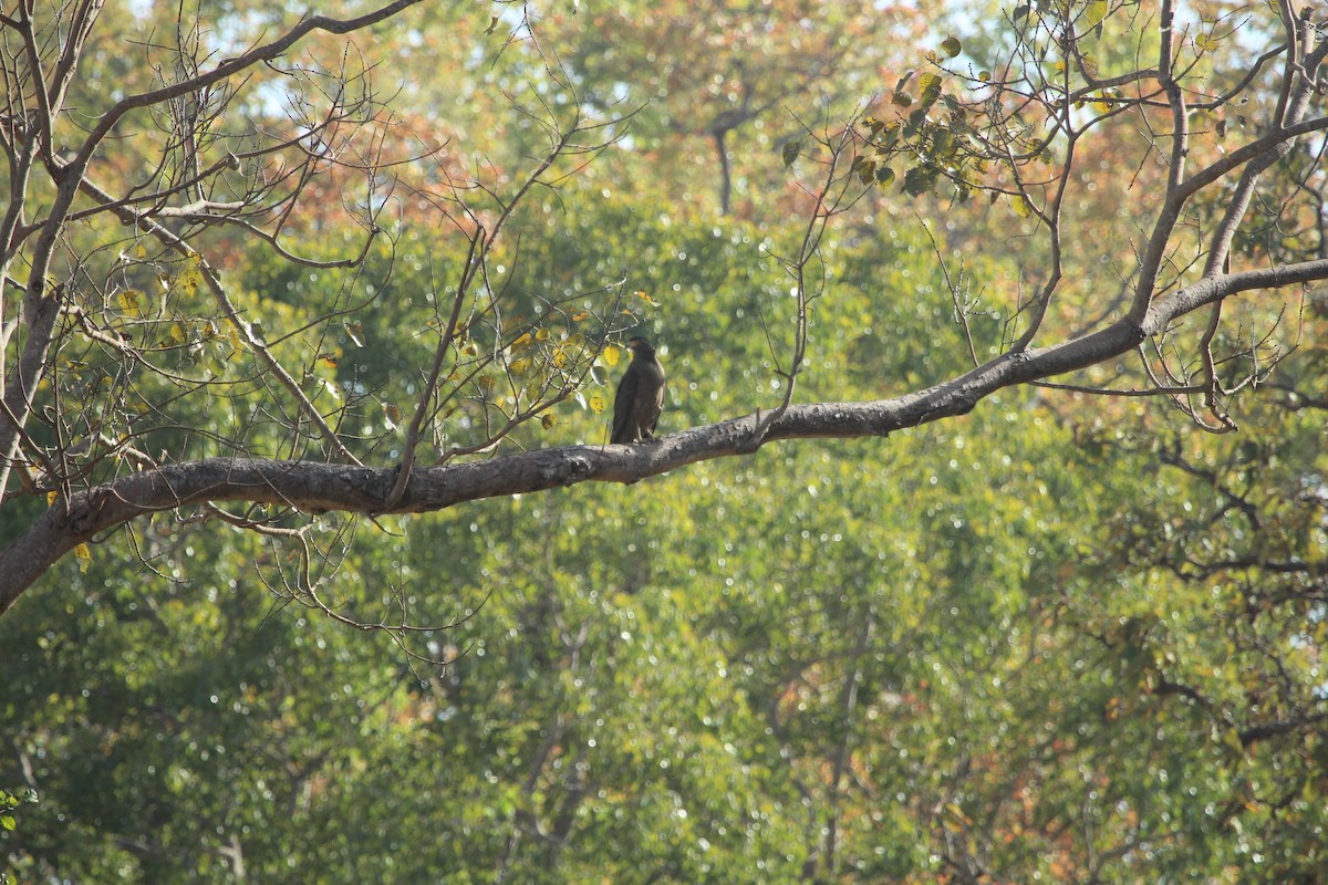 Crested Serpent-Eagle - ML98017711