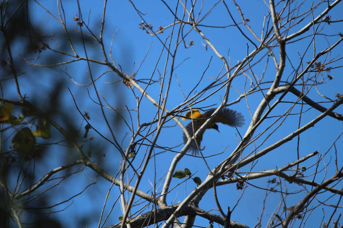 Black-hooded Oriole - ML98017911