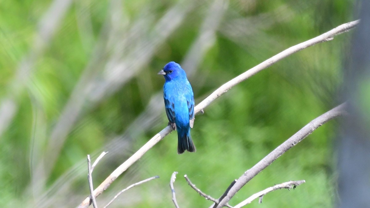 Indigo Bunting - ML98018101