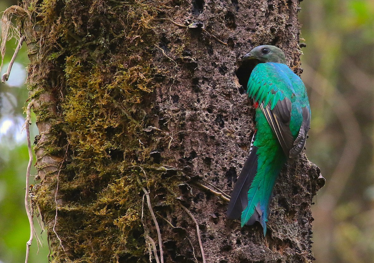 Quetzal resplendissant - ML98018571