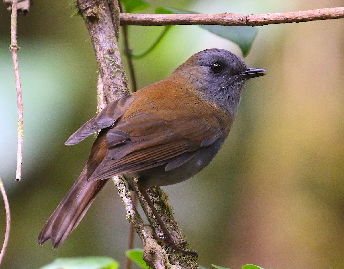 Black-billed Nightingale-Thrush - ML98018651