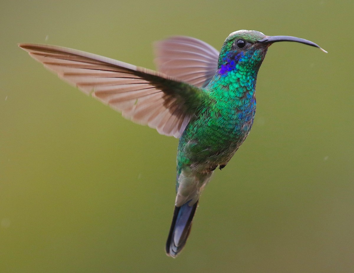 Lesser Violetear - ML98018771