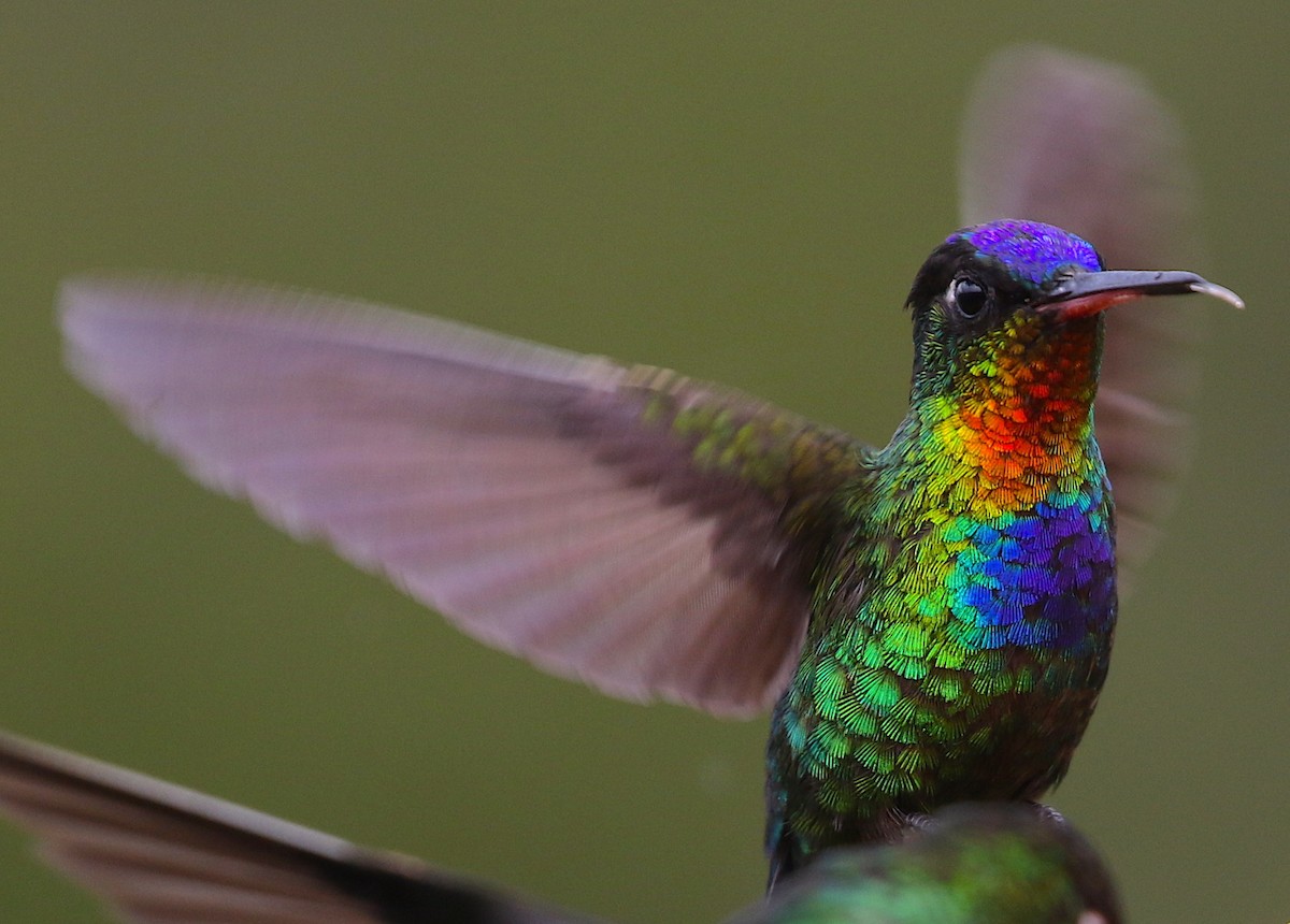 Fiery-throated Hummingbird - Anonymous