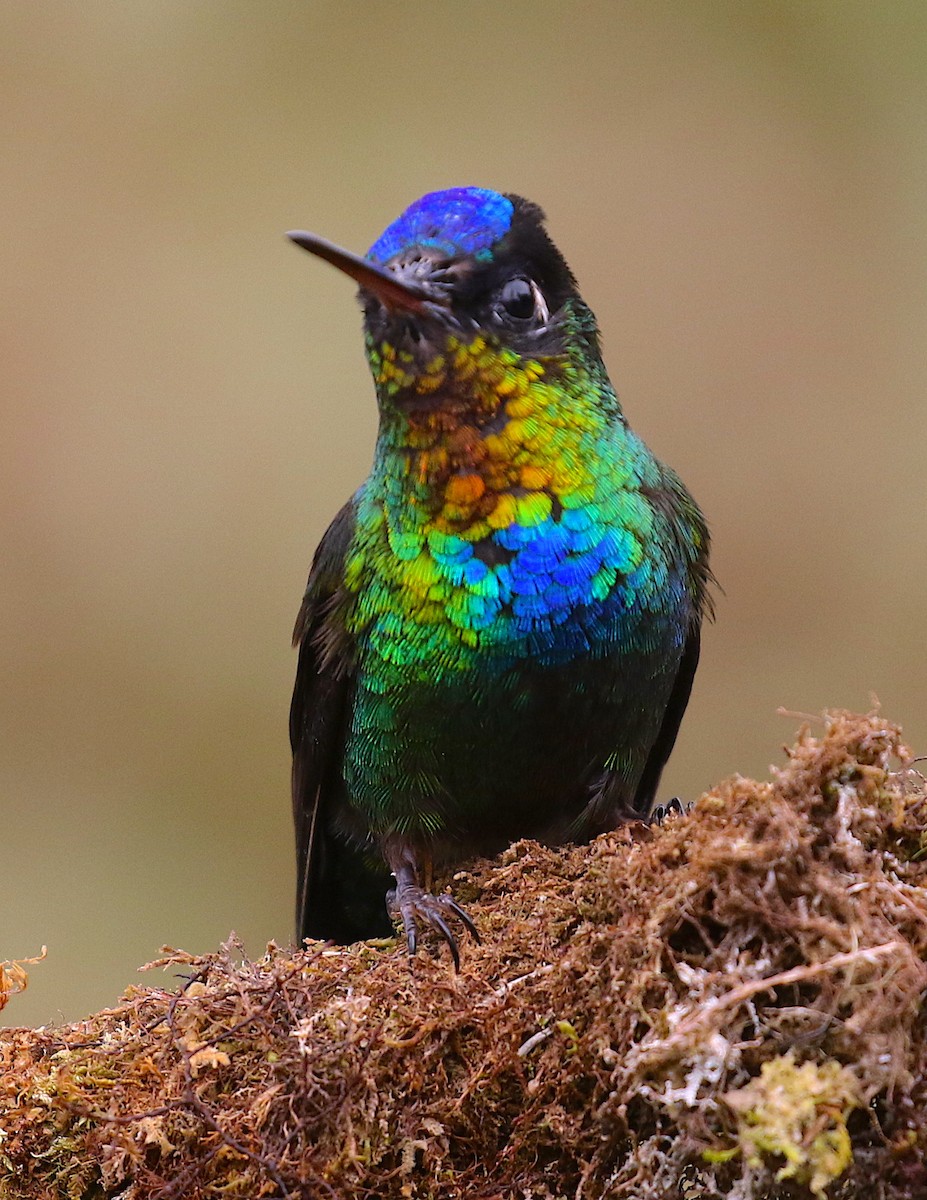 Fiery-throated Hummingbird - ML98019111