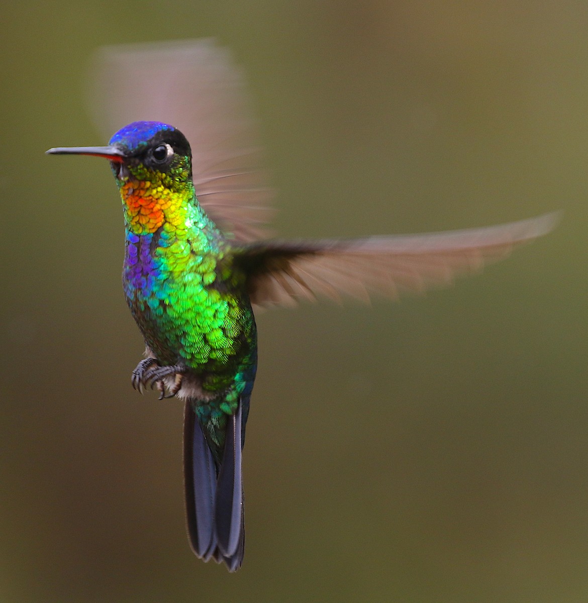 Fiery-throated Hummingbird - ML98019141