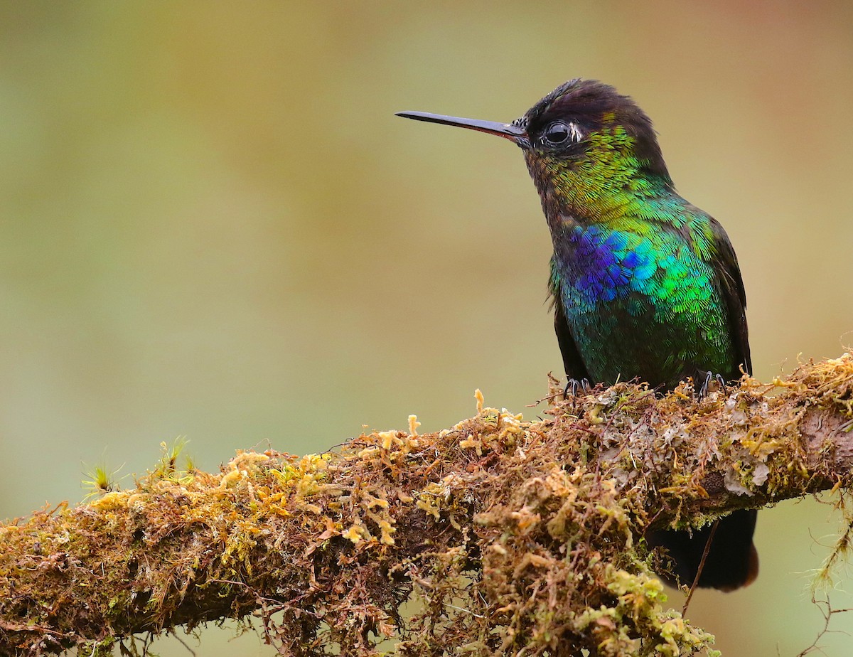 Fiery-throated Hummingbird - ML98019191