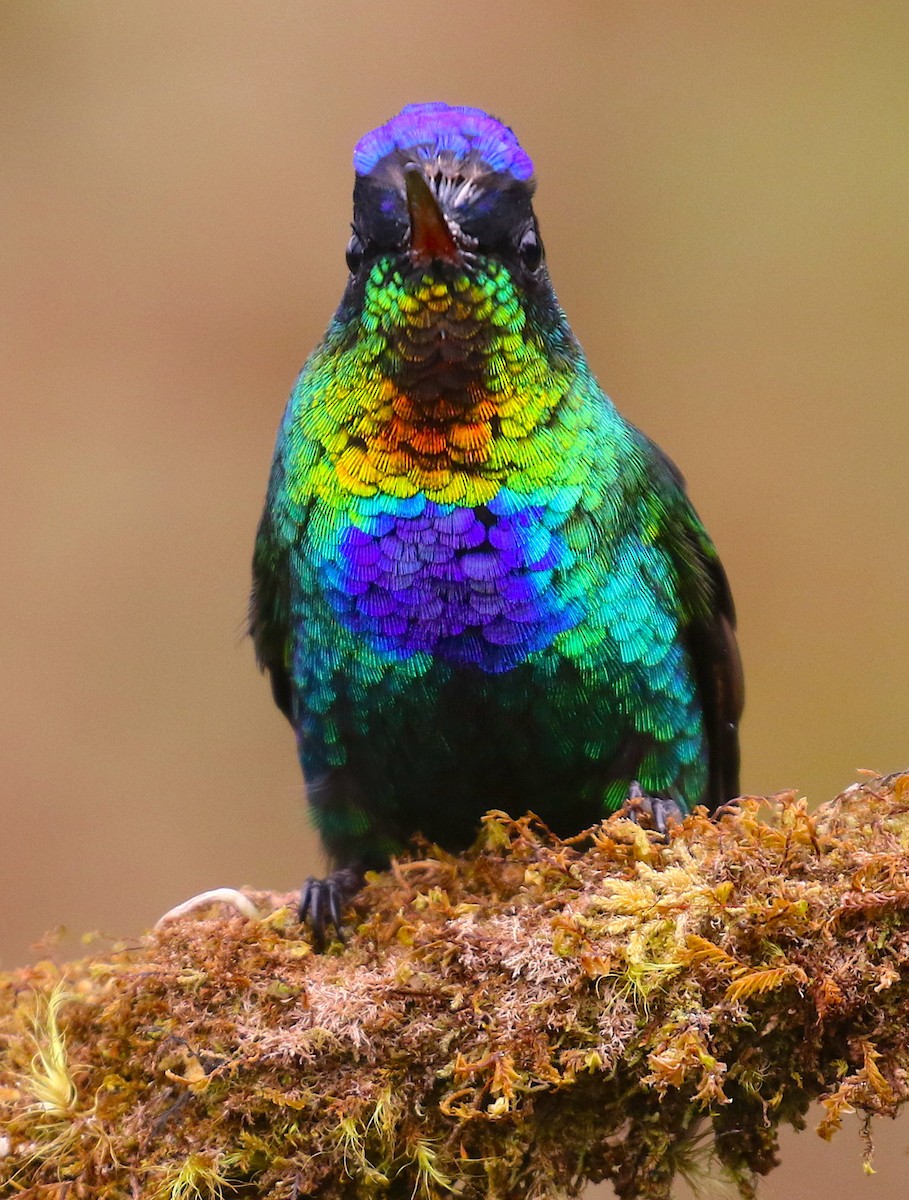 Fiery-throated Hummingbird - ML98019211