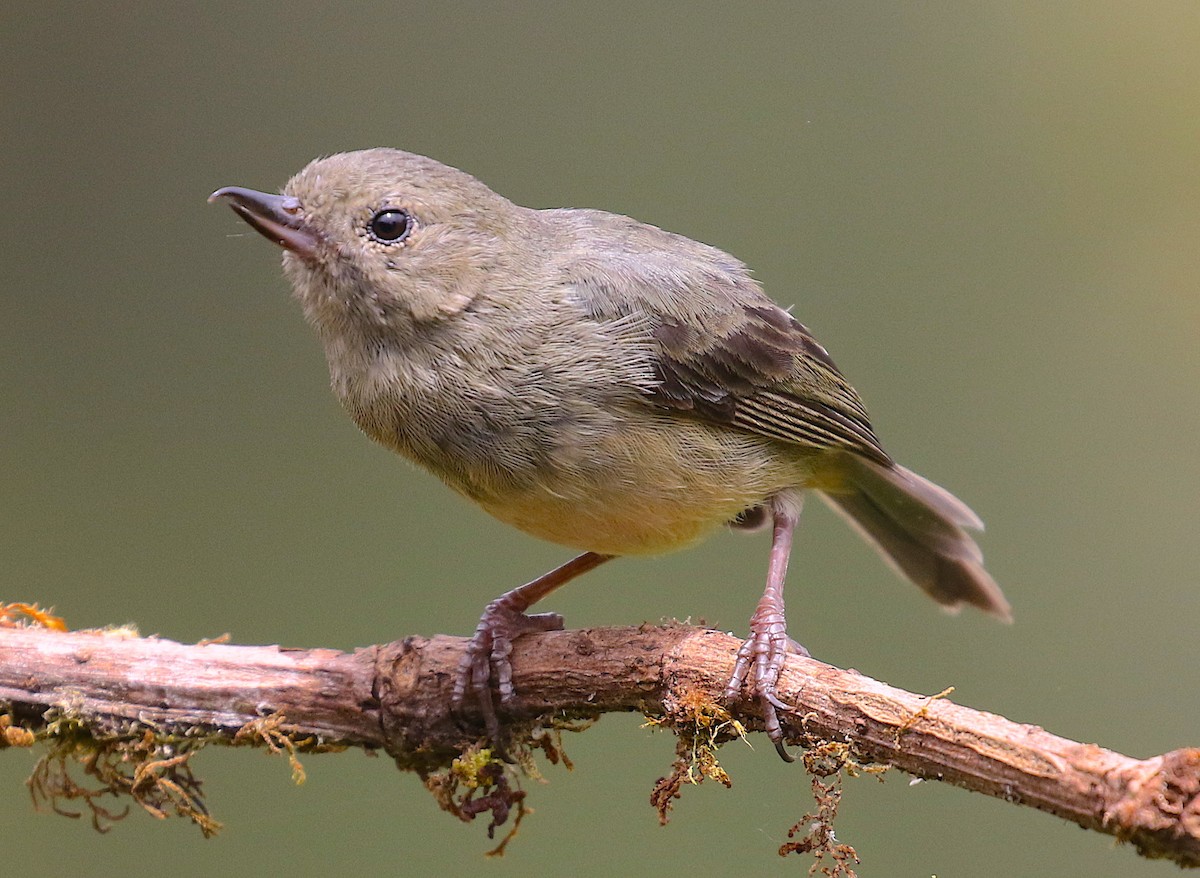 Slaty Flowerpiercer - ML98019241