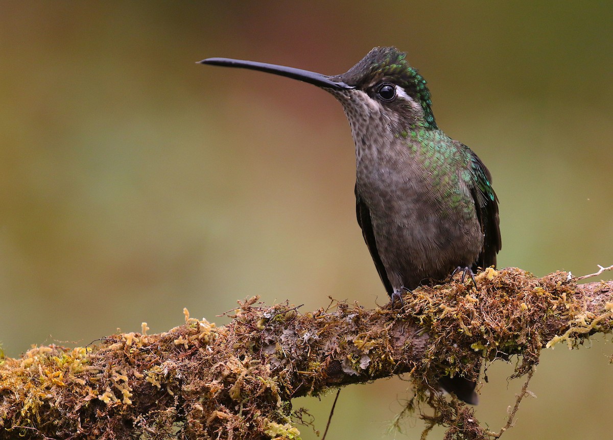 Colibri de la Talamanca - ML98019301