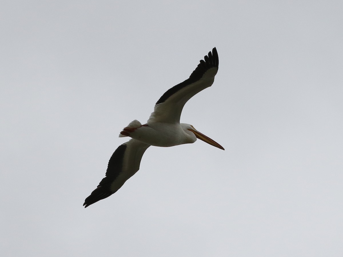 pelikán severoamerický - ML98020881