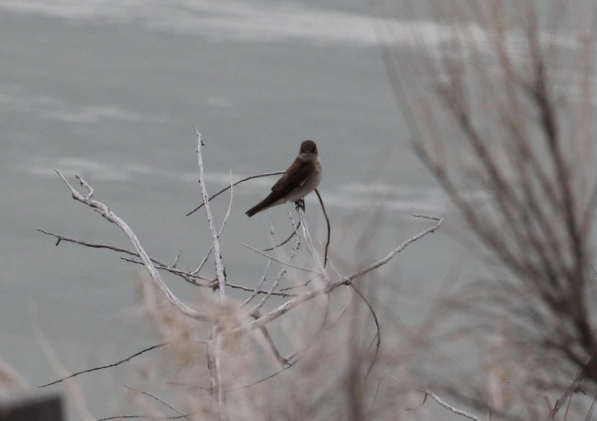 Northern Rough-winged Swallow - ML98021121