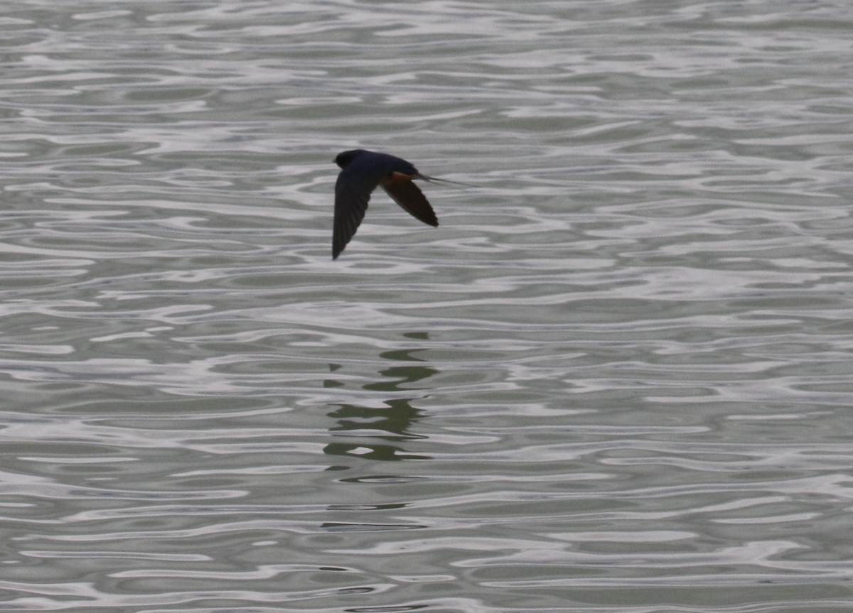 Barn Swallow - Carol Ortenzio