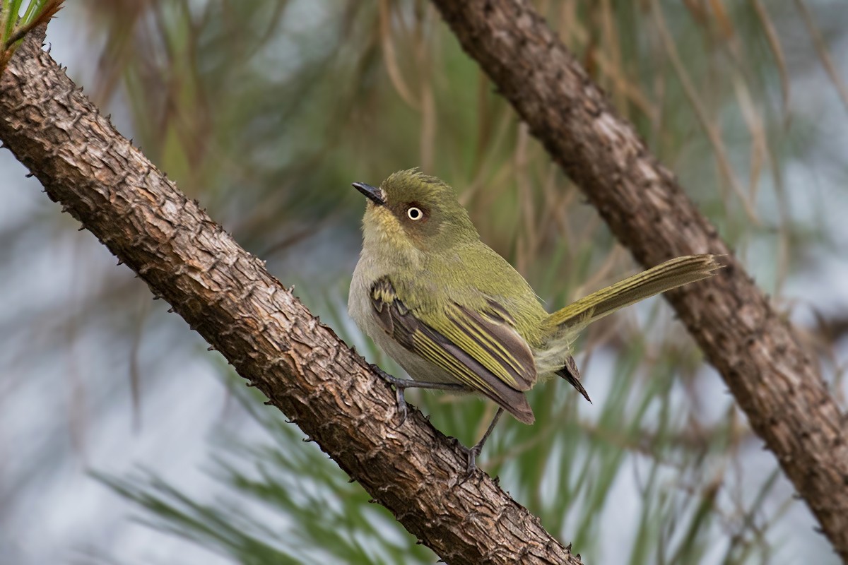 Bay-ringed Tyrannulet - Alexandre Gualhanone