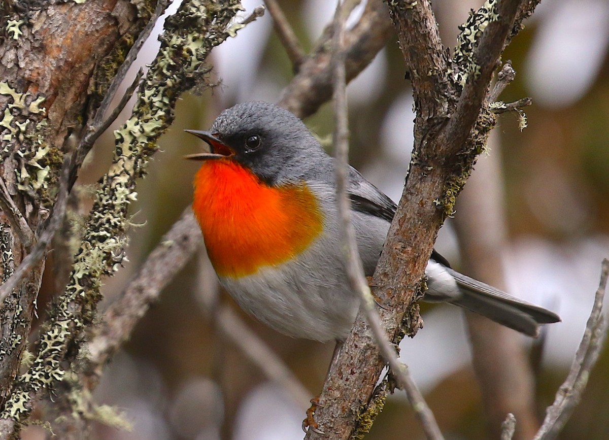 Flame-throated Warbler - Anonymous