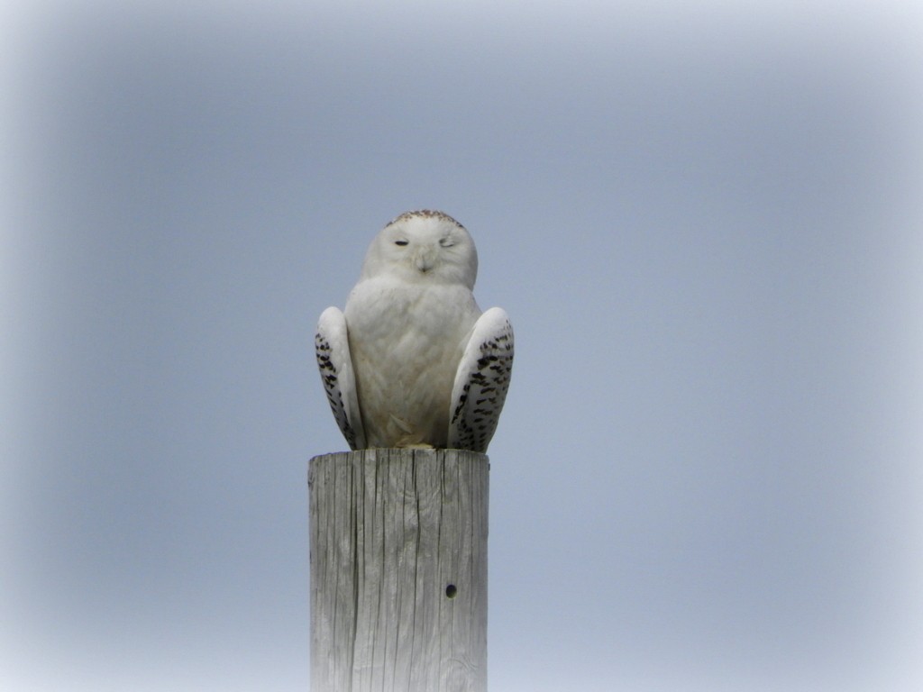 Snowy Owl - ML98023641