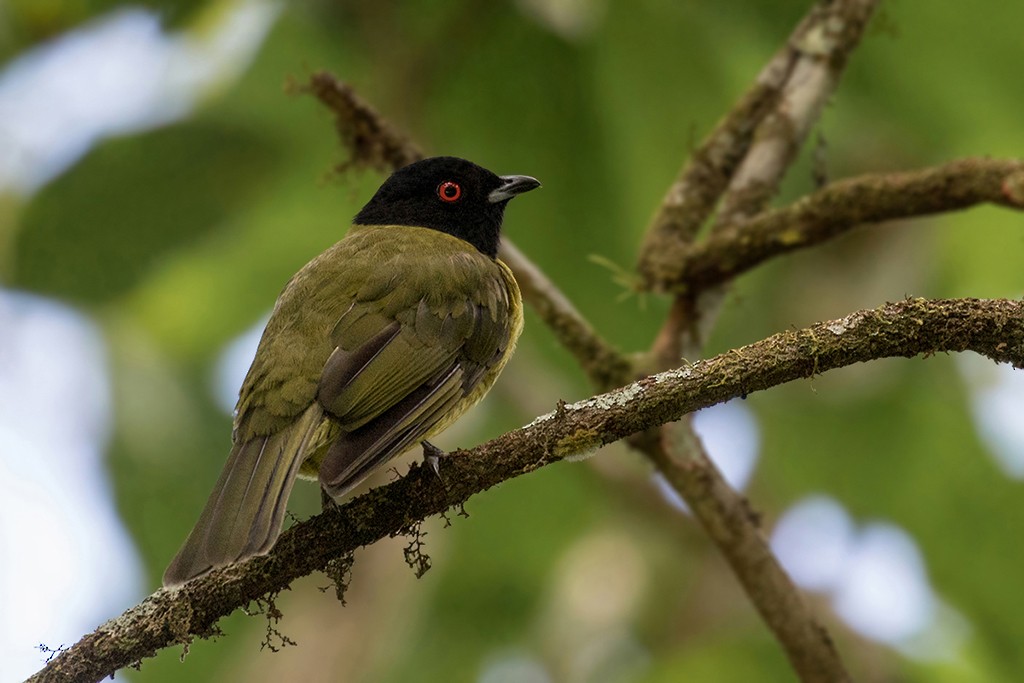 Black-headed Berryeater - Alexandre Gualhanone