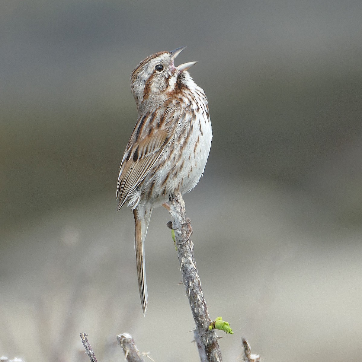 Song Sparrow - ML98024071