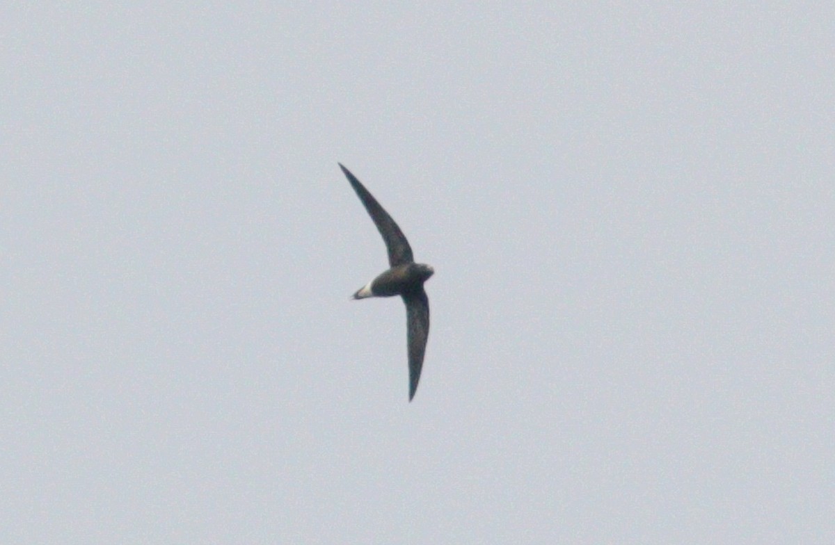 Brown-backed Needletail - ML98024321