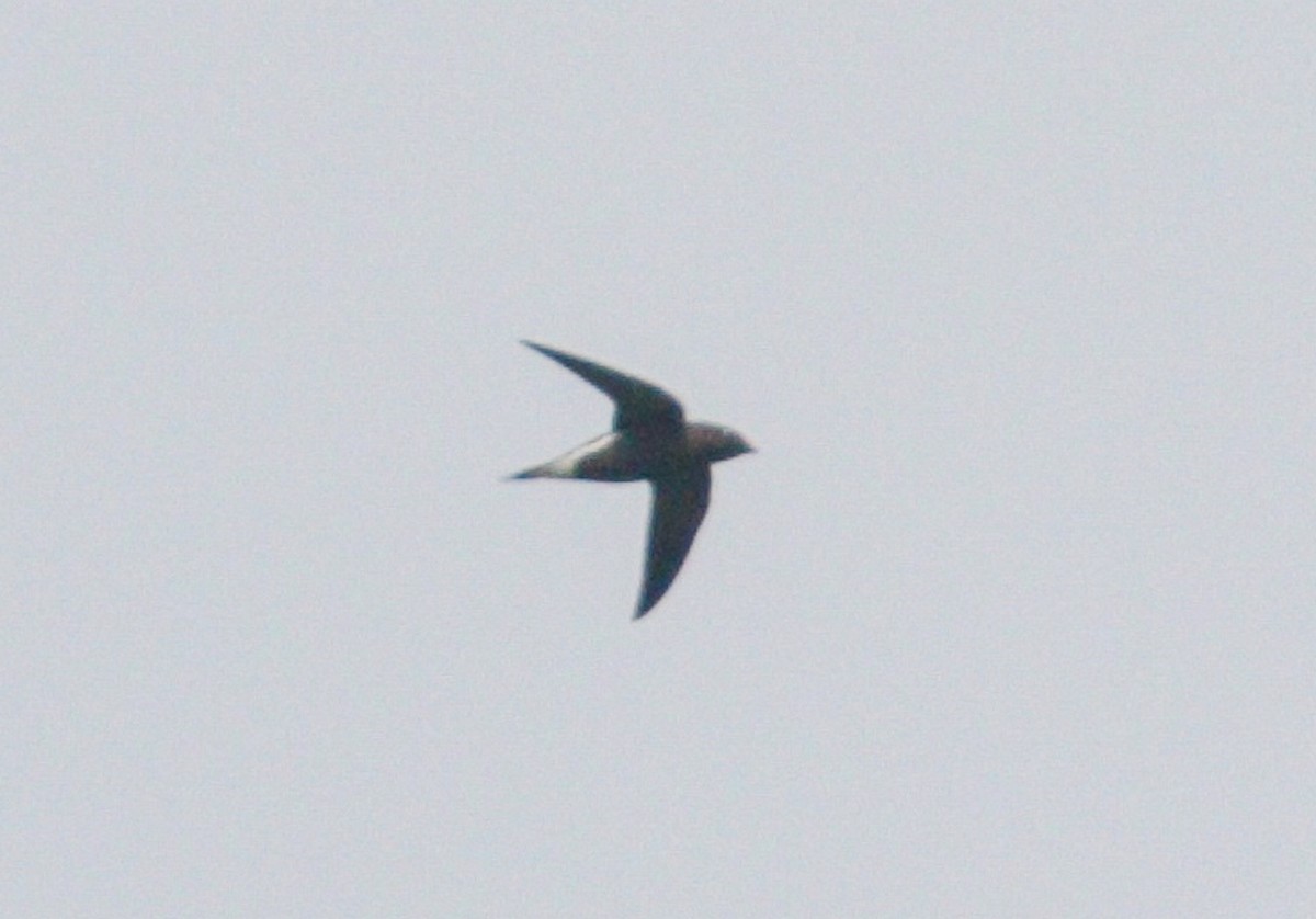 Brown-backed Needletail - ML98024331