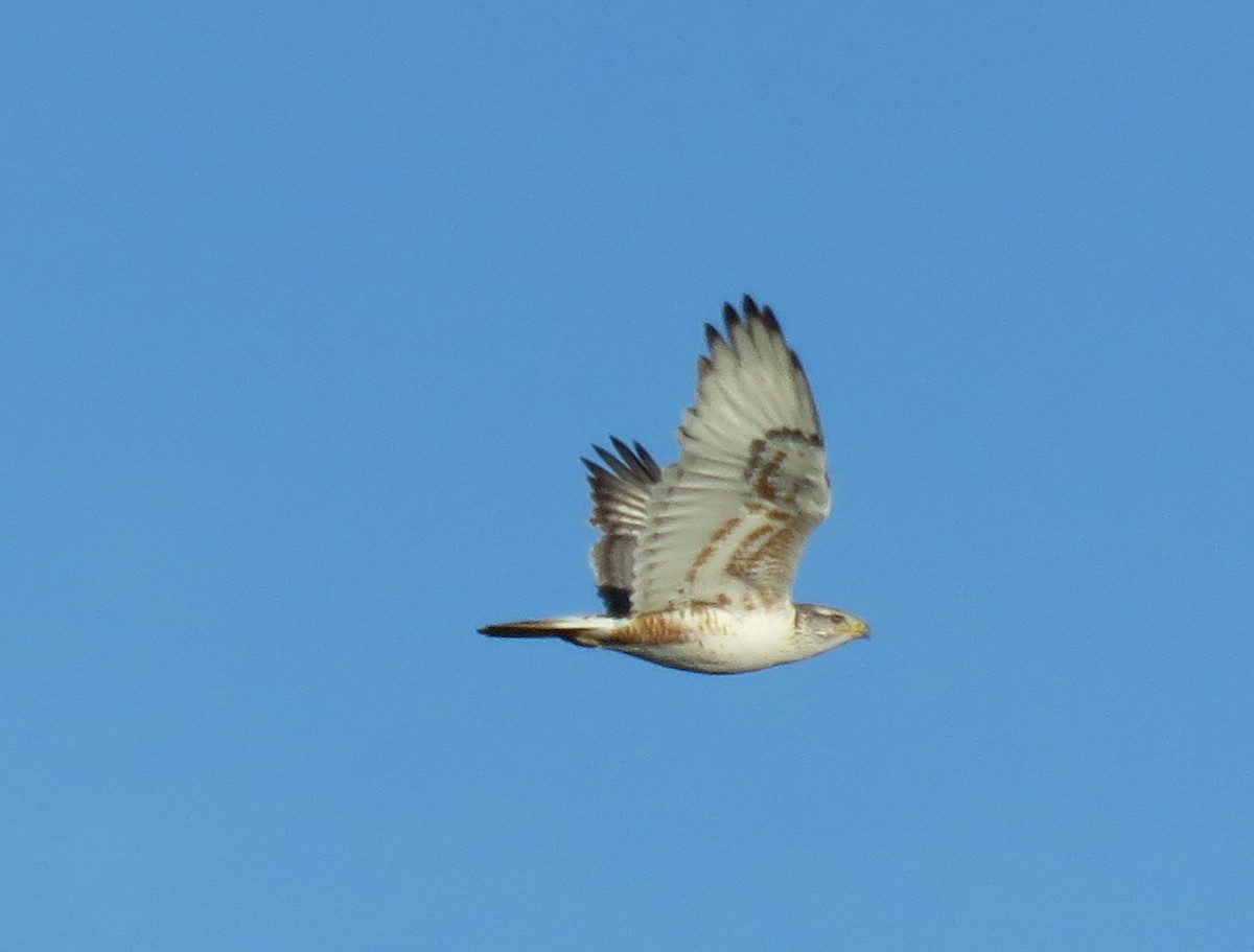 Ferruginous Hawk - ML98025271