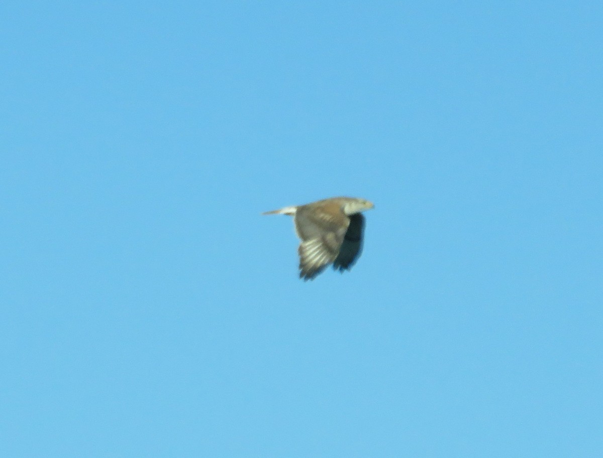 Ferruginous Hawk - ML98025491