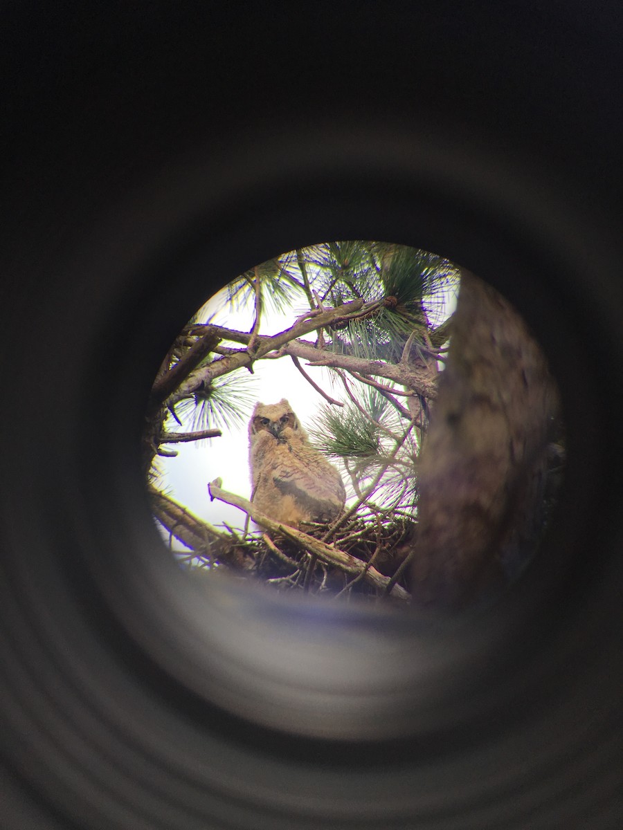 Great Horned Owl - ML98027021