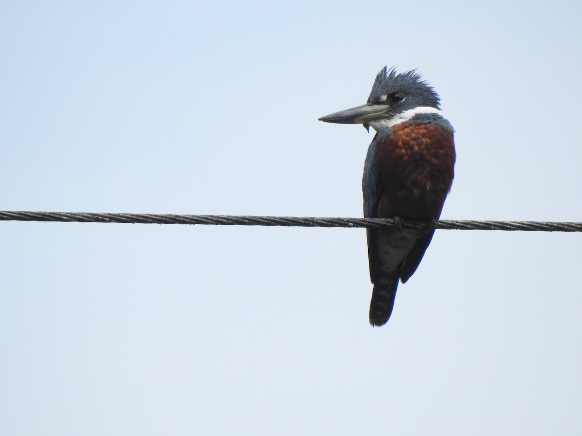 Ringed Kingfisher - ML98028111