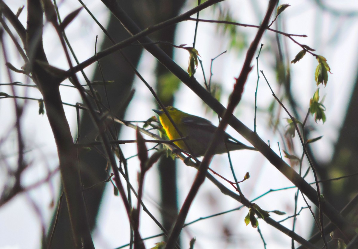 Yellow-throated Vireo - ML98028531