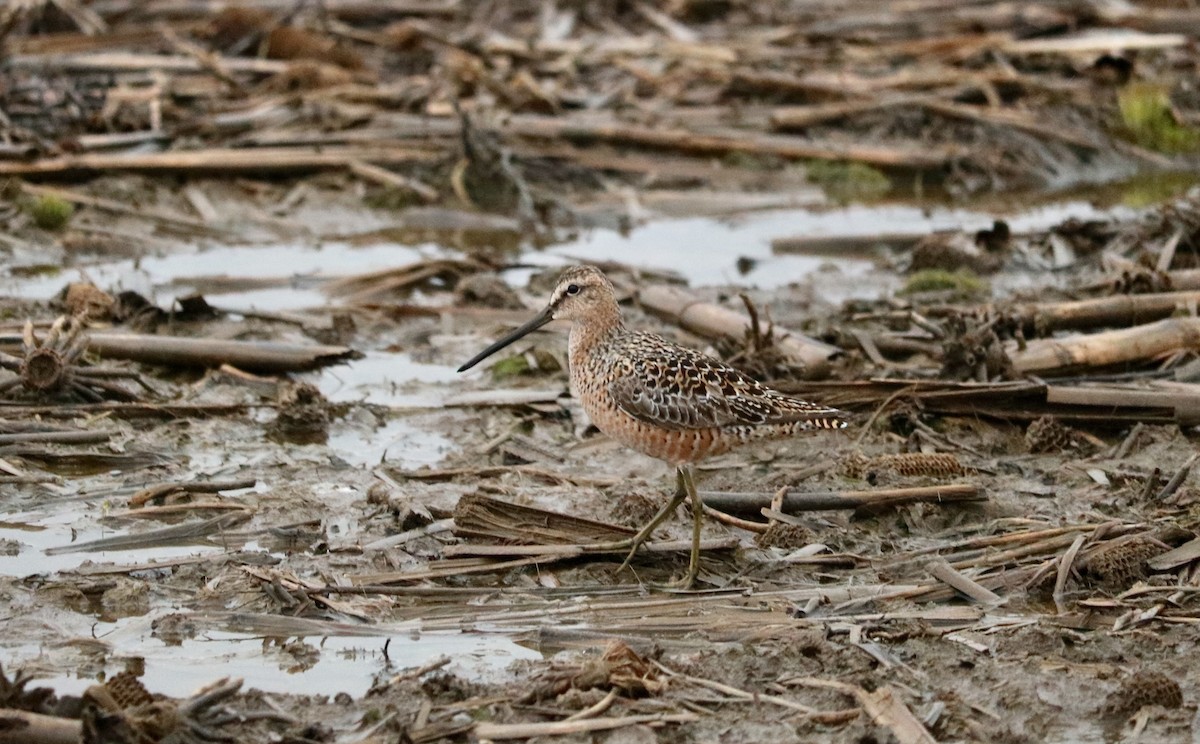 langnebbekkasinsnipe - ML98028621