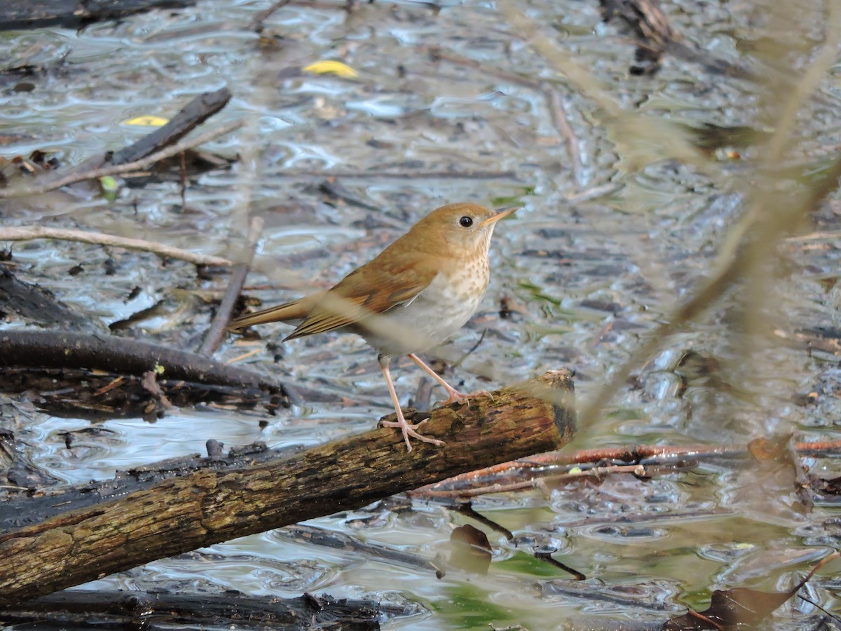 Veery - ML98029541