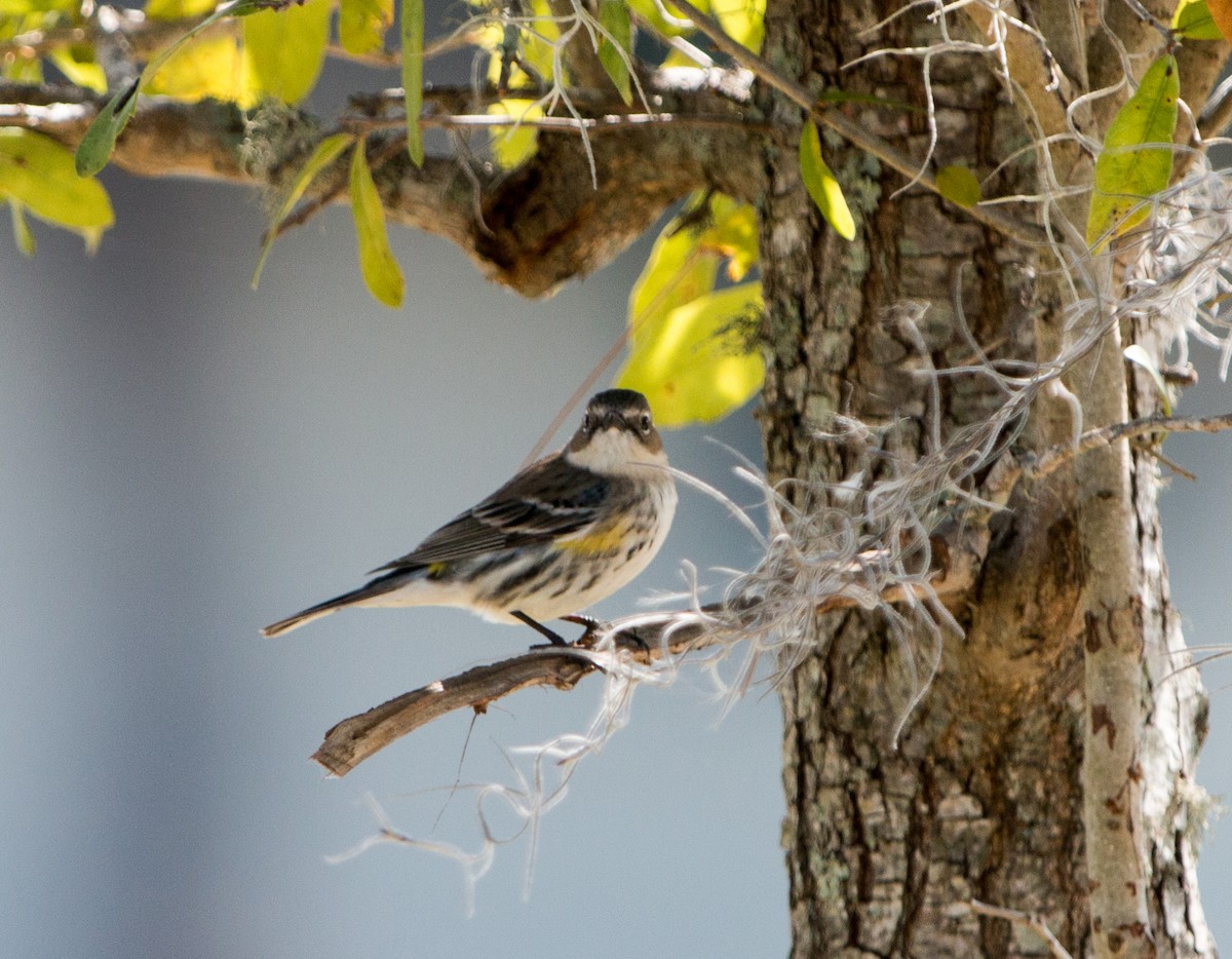 Yellow-rumped Warbler (Myrtle) - ML98030541