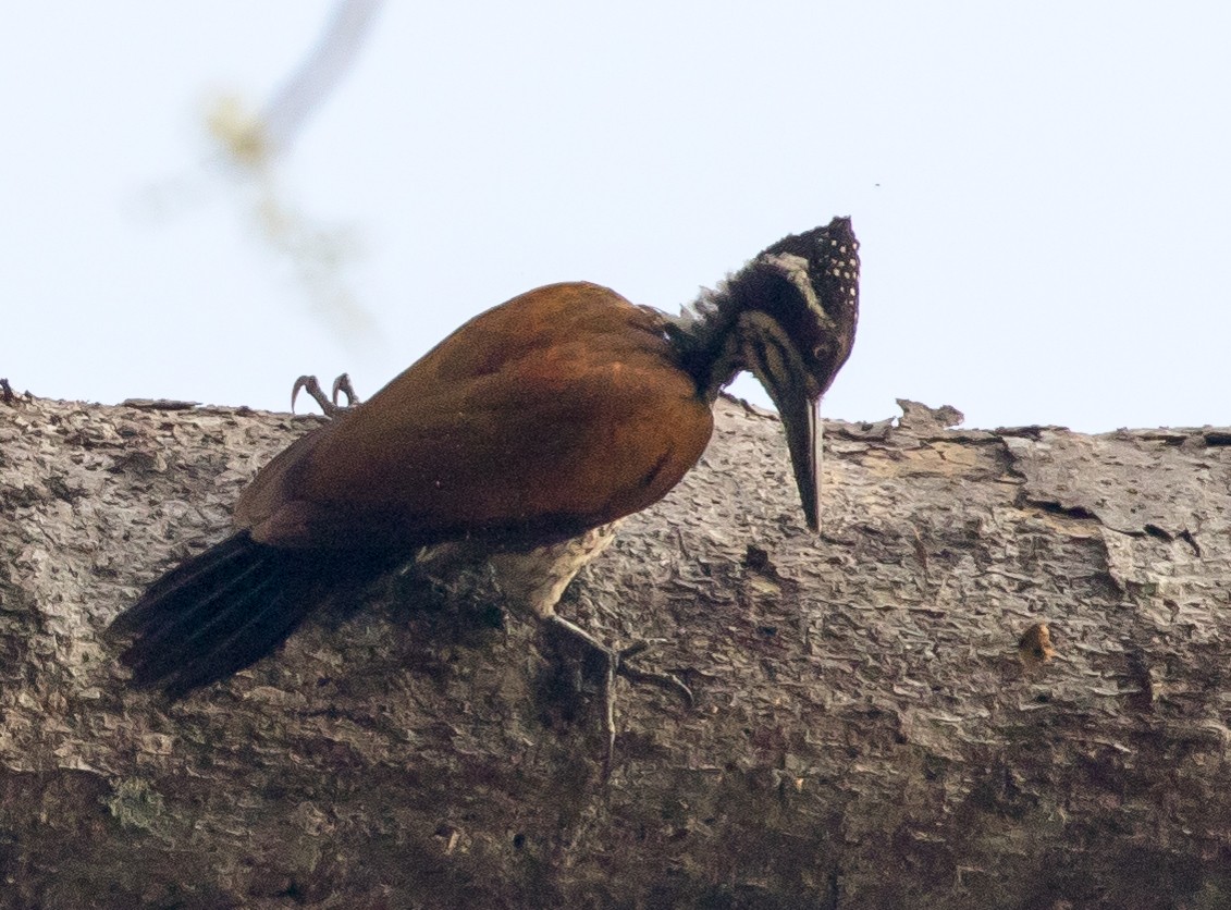 Malabar Flameback - ML98033171