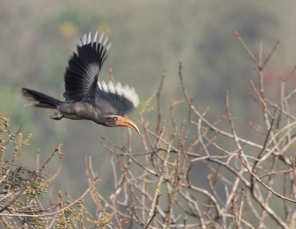 Malabar Gray Hornbill - ML98034661