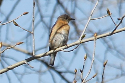 Eastern Bluebird - ML98035391