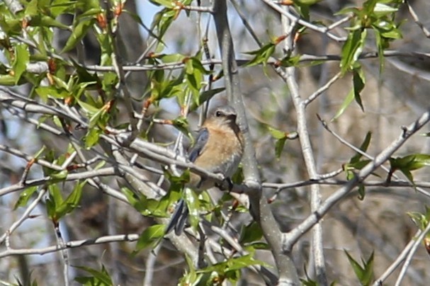 Eastern Bluebird - ML98035401