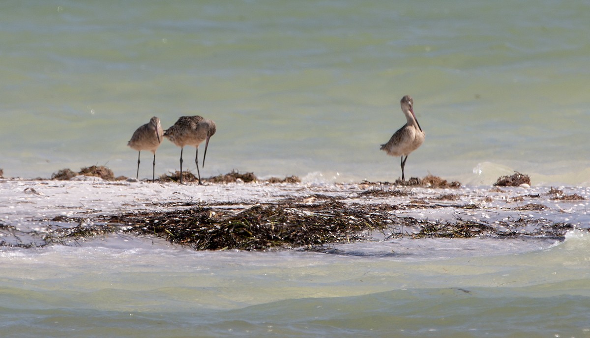 Marbled Godwit - Norman Pillsbury