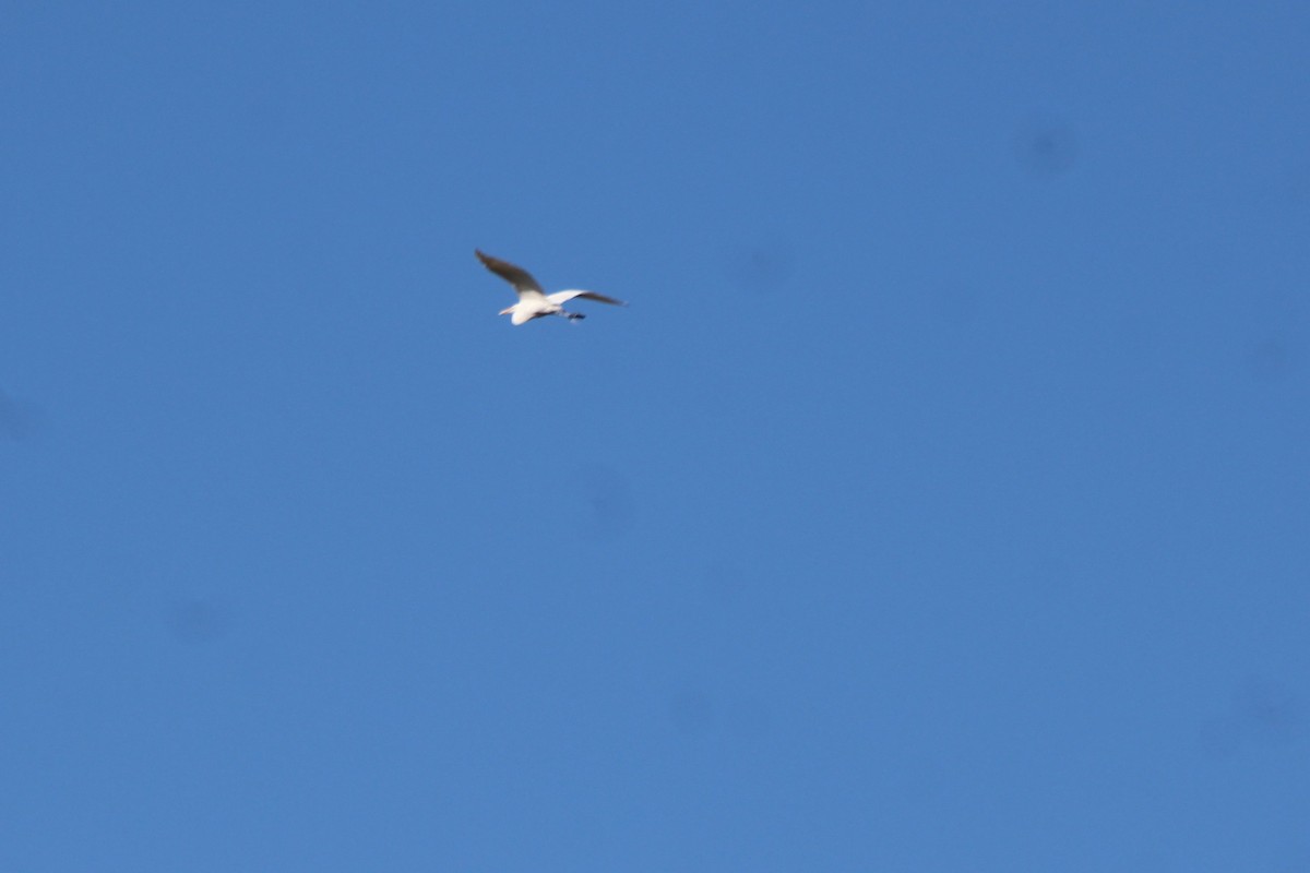 Great Egret - ML98036591