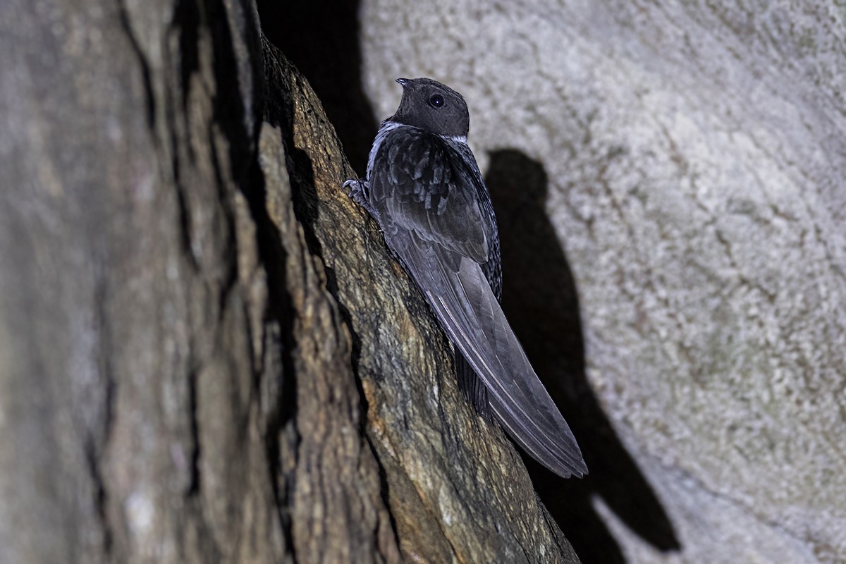 White-collared Swift - Alexandre Gualhanone