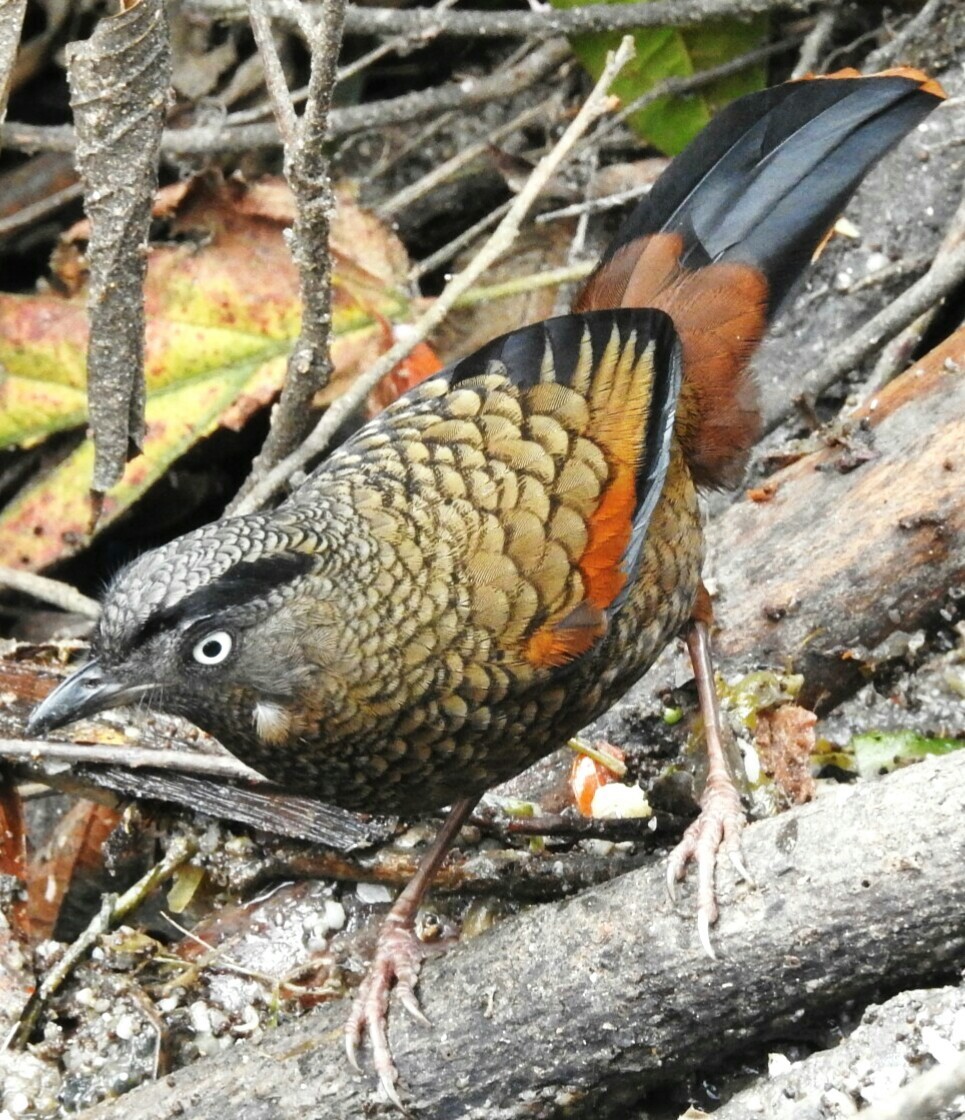 Blue-winged Laughingthrush - ML98038391