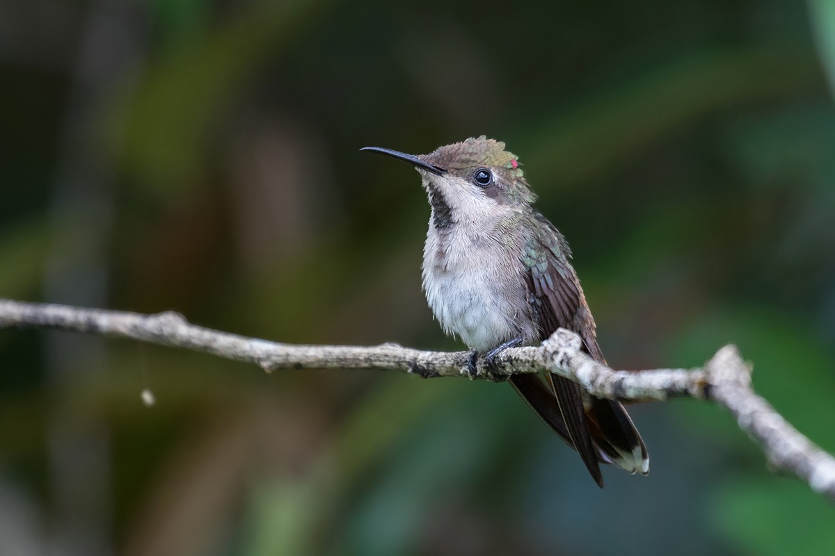 Ruby-topaz Hummingbird - ML98038461